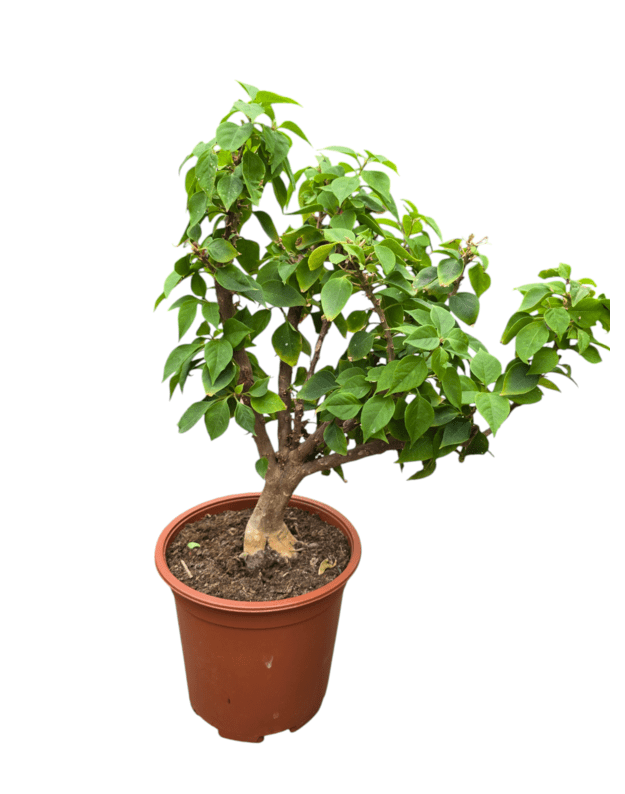 Bougainvillea glabra