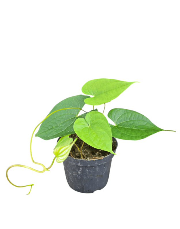 Dioscorea bulbifera