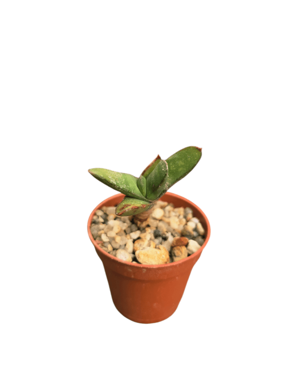 Gasteria rawlinsonii