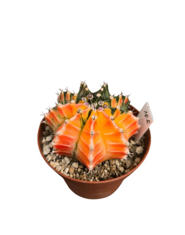 Gymnocalycium mihanovichii variegata