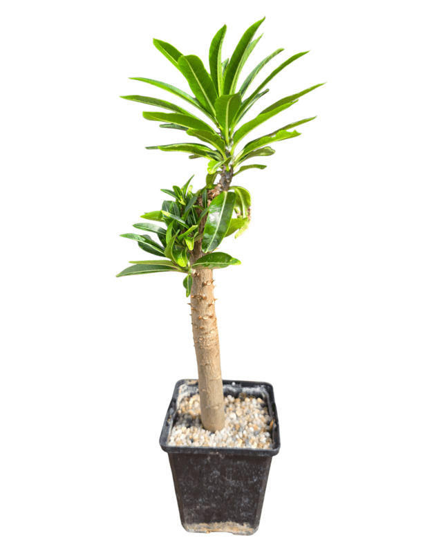 Pachypodium rutenbergianum