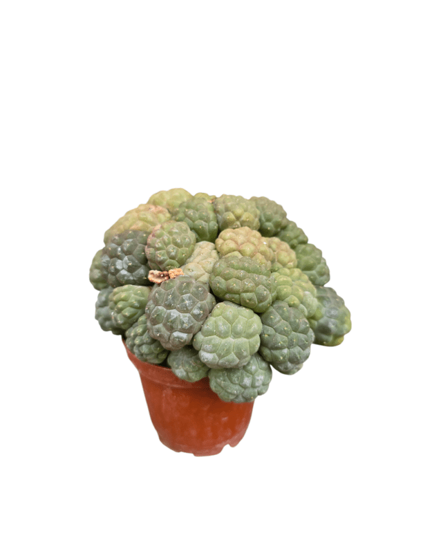 Puna bonniae inermis