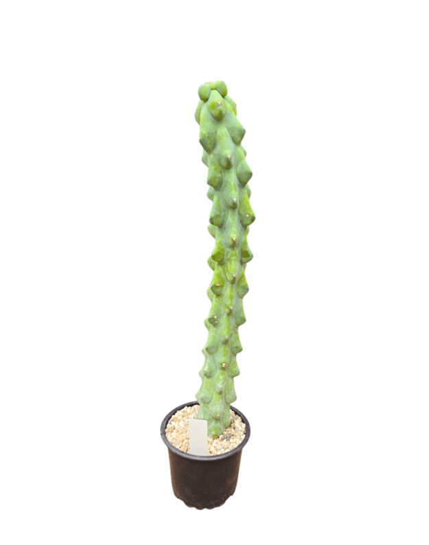 Myrtilocactus geometrizans fukurokuryuzinboku