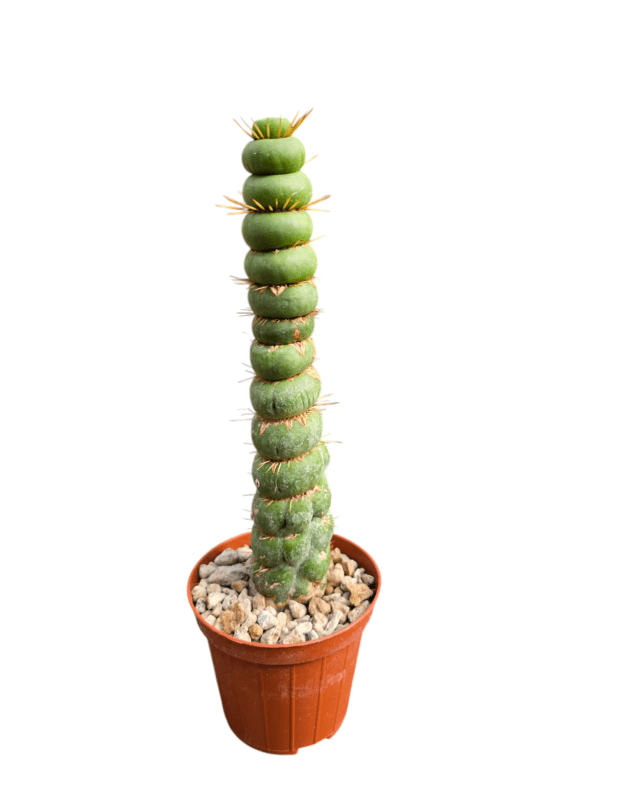 Eulychnia castanea spiralis