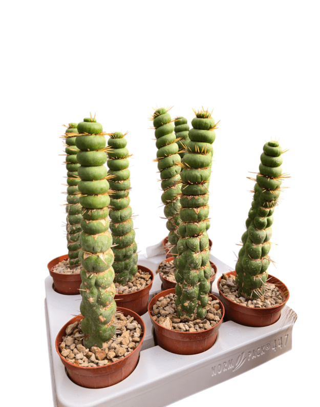 Eulychnia castanea spiralis 1