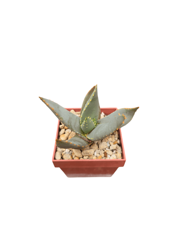 Aloe dichotoma
