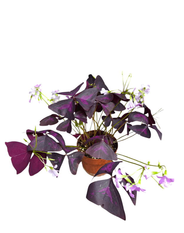 Oxalis triangularis