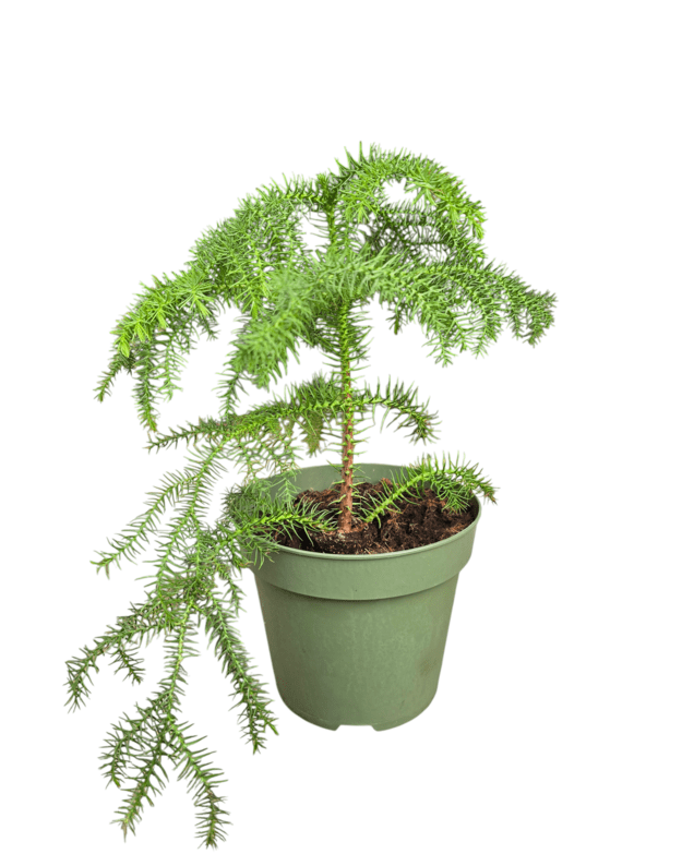 Araucaria heterophylla