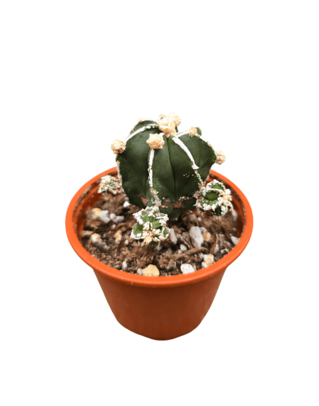 Astrophytum myriostigma cv. Hakujo Fukuryu