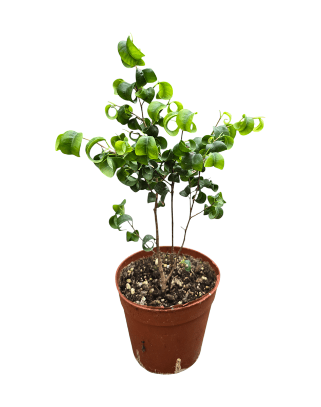 Ficus benjamina baroque