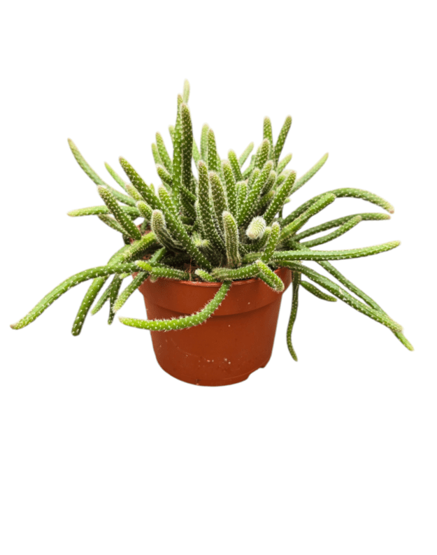 Rhipsalis baccifera horrida