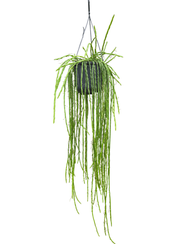 Rhipsalis paradoxa minor