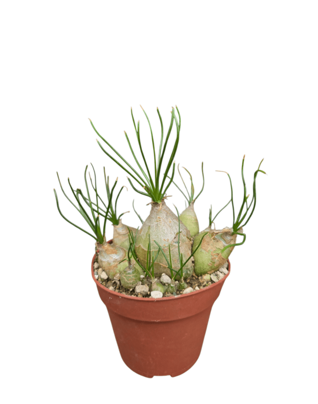 Albuca namaquensis