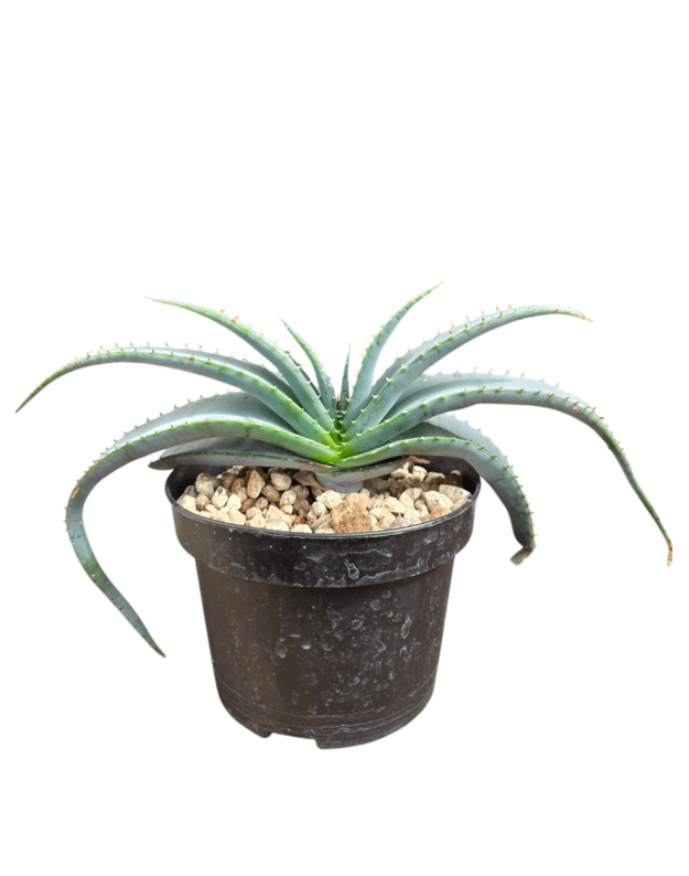 Aloe suprafoliata