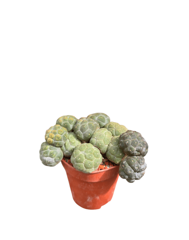 Puna bonniae inermis
