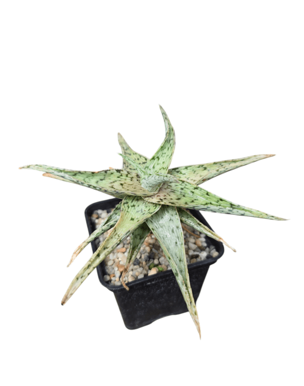 Aloe sp.