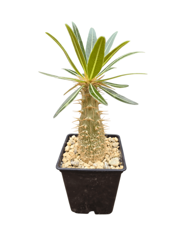 Pachypodium rosulatum var. gracilius