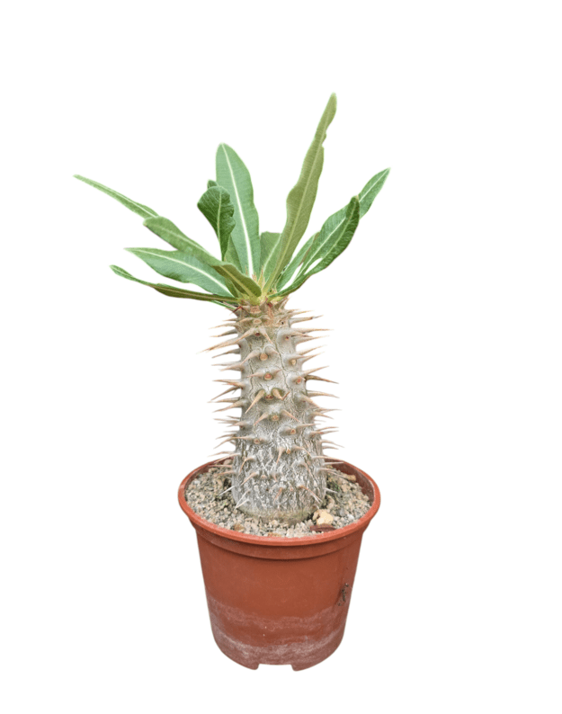 Pachypodium horombense