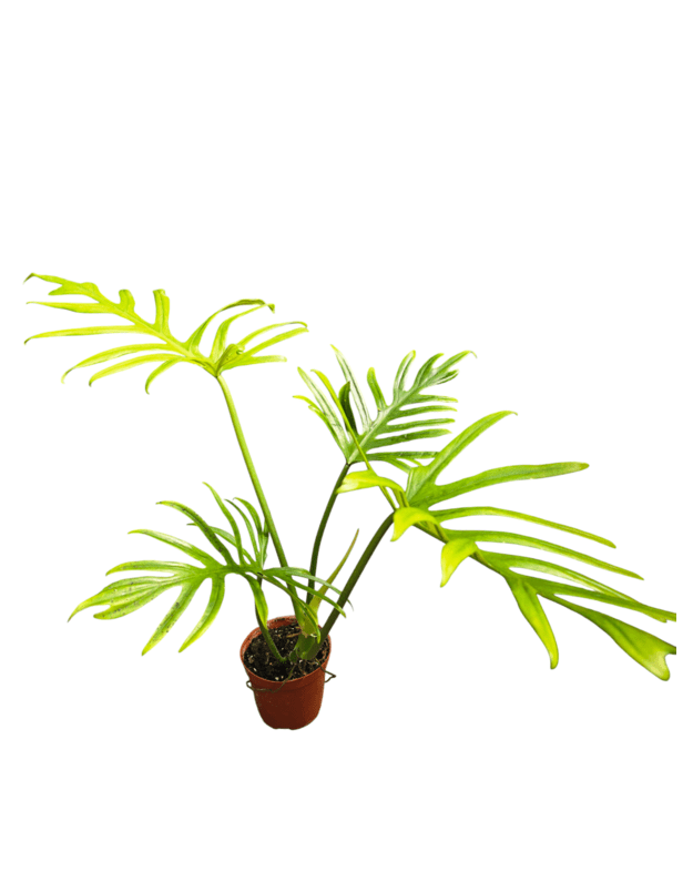 Philodendron elegans
