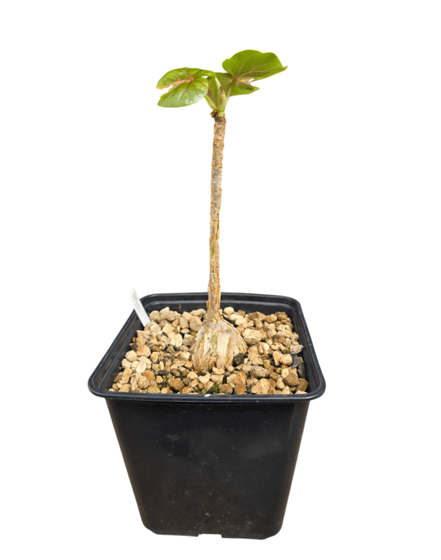 Ficus petiolaris