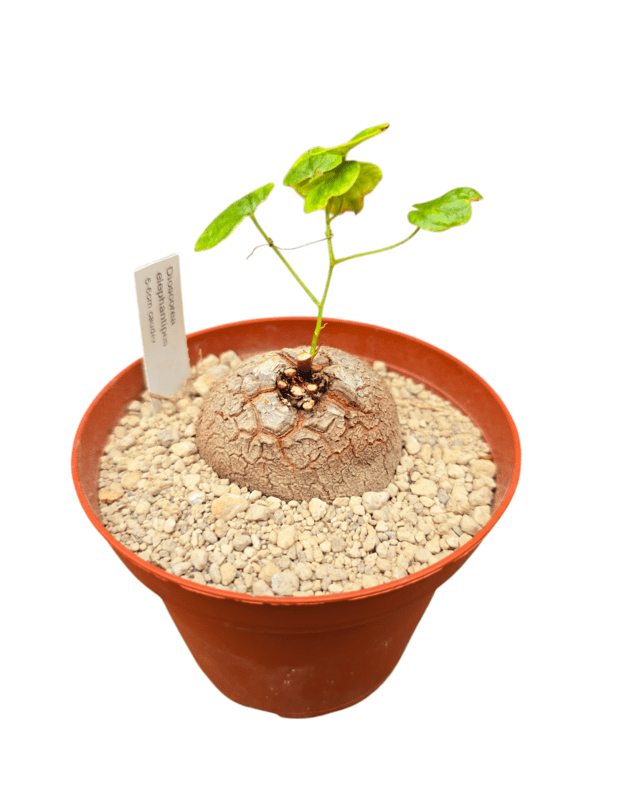 Dioscorea elephantipes