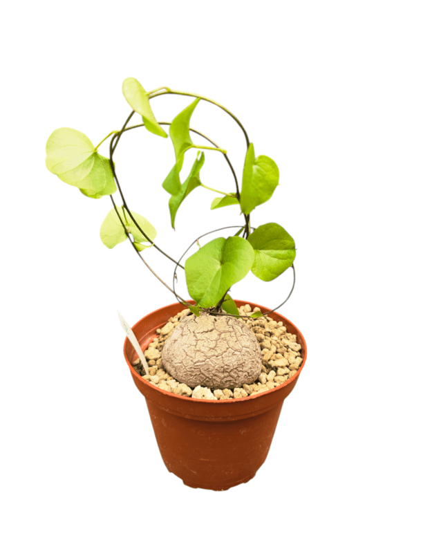 Dioscorea elephantipes