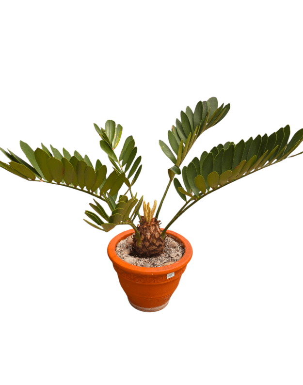 Zamia furfuracea