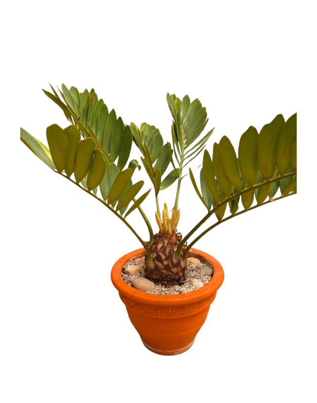 Zamia furfuracea