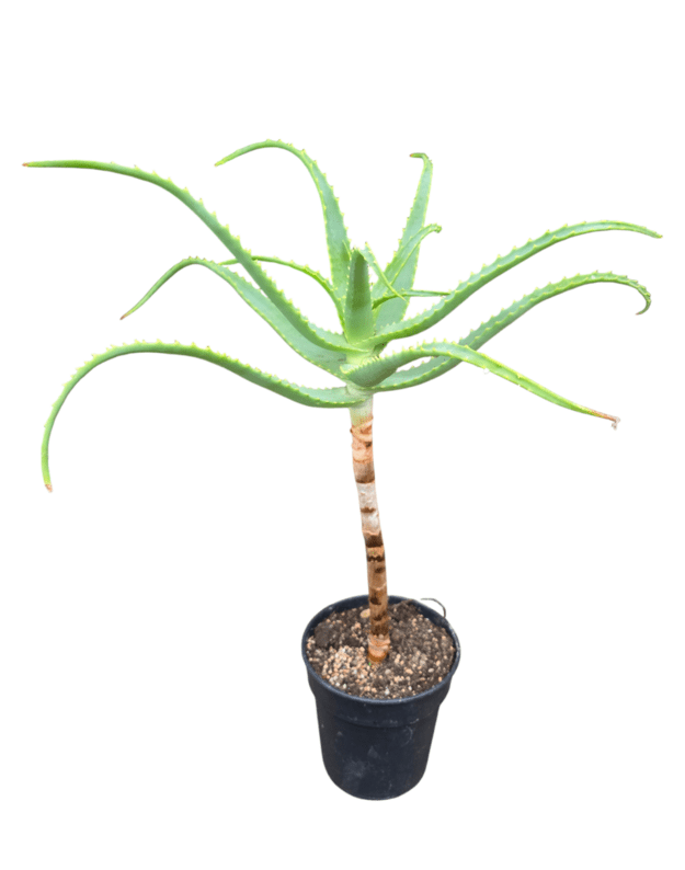 Aloe arborescens