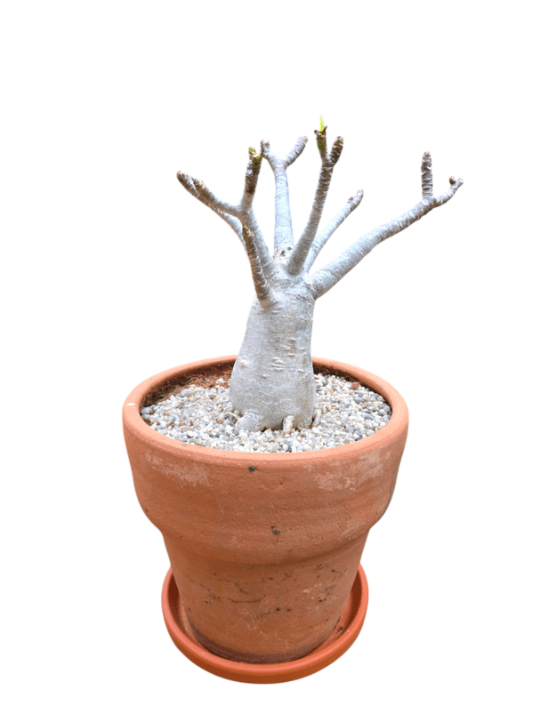 Adenium arabicum 6 (keraminis vazonas+lėkštutė)