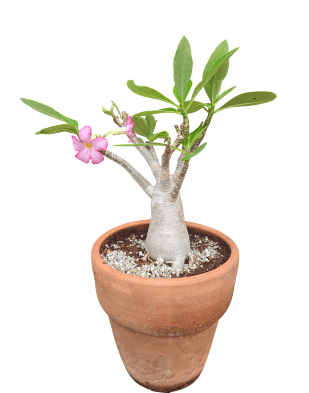 Adenium arabicum 6 (keraminis vazonas+lėkštutė)