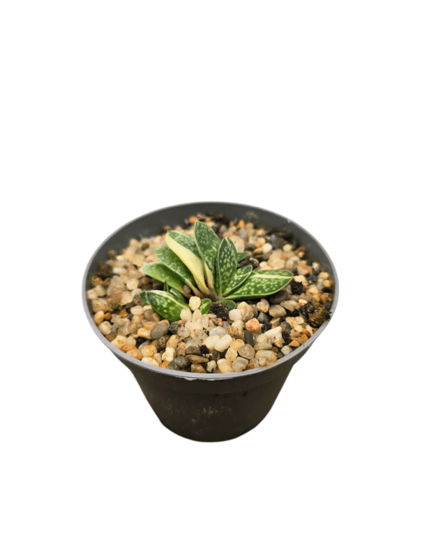 Gasteria minima variegata
