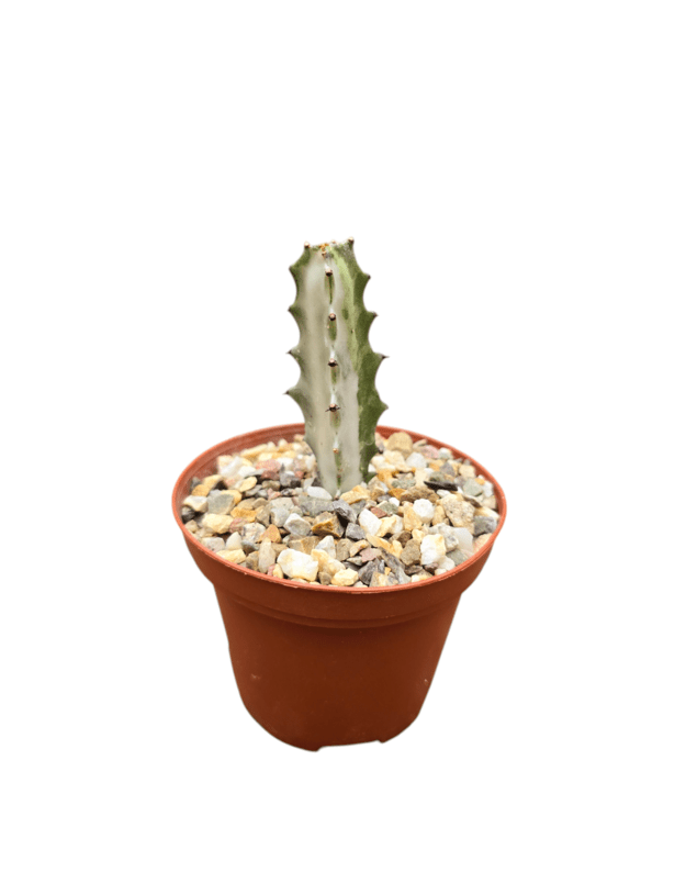 Euphorbia lactea white ghost