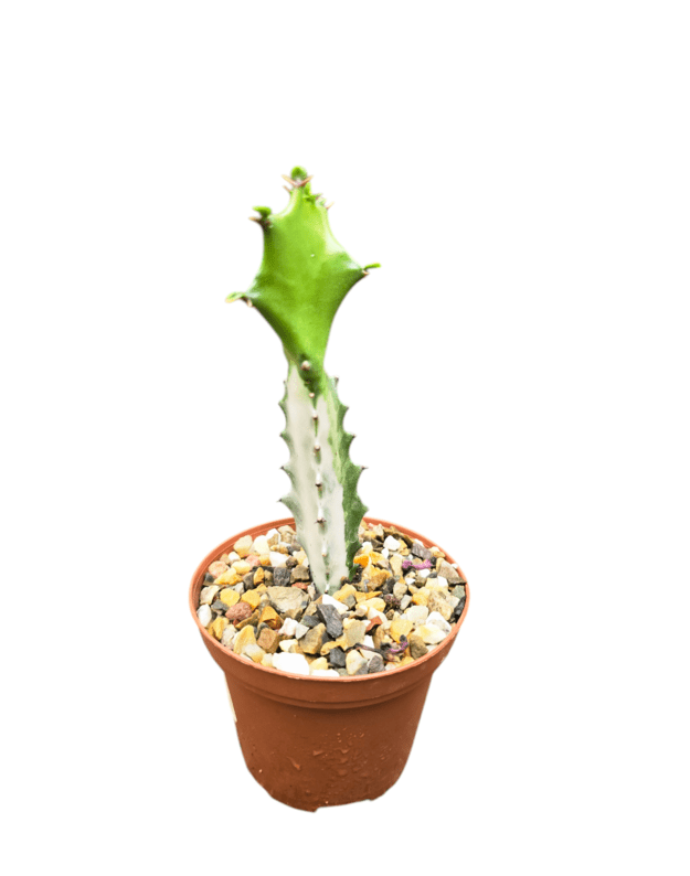 Euphorbia lactea white ghost