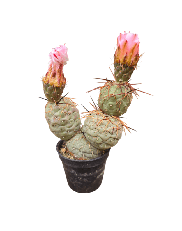 Tephrocactus geometricus