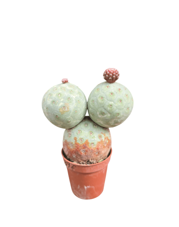 Tephrocactus geometricus 2