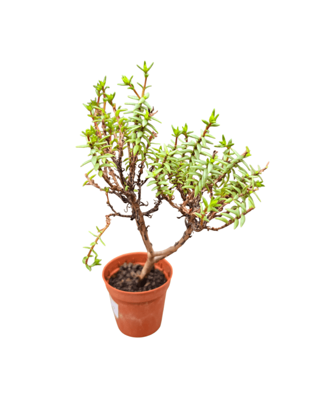 Crassula sarcocaulis