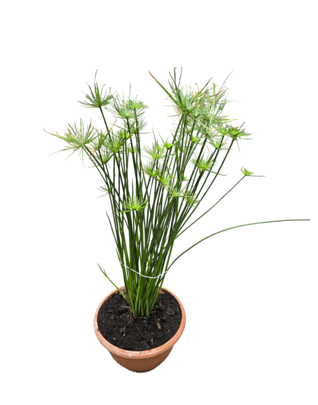 Cyperus haspan