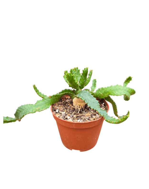 Euphorbia stellata