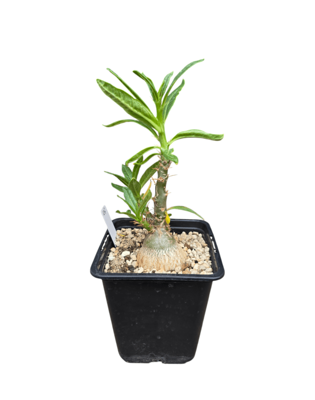 Pachypodium succulentum