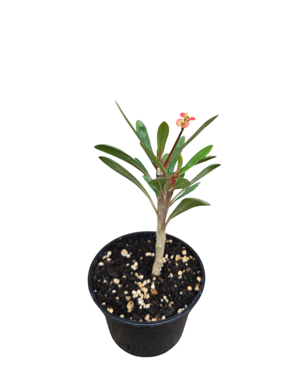 Euphorbia tardieuana