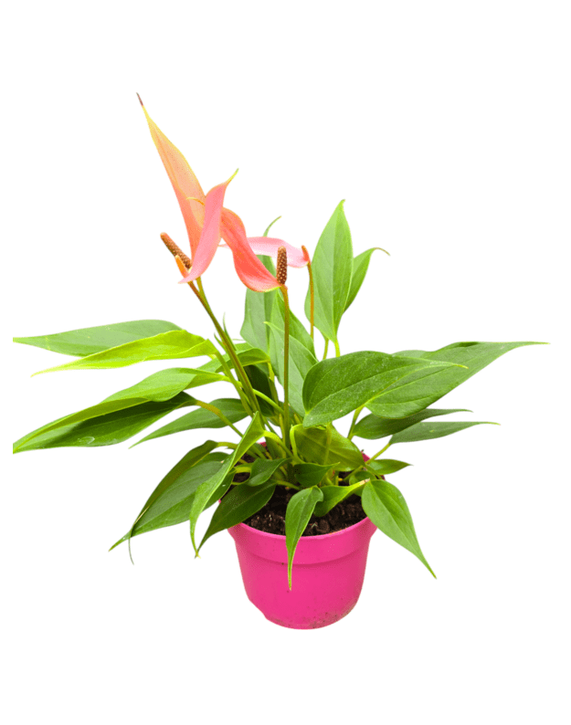 Anthurium rosa million flowers
