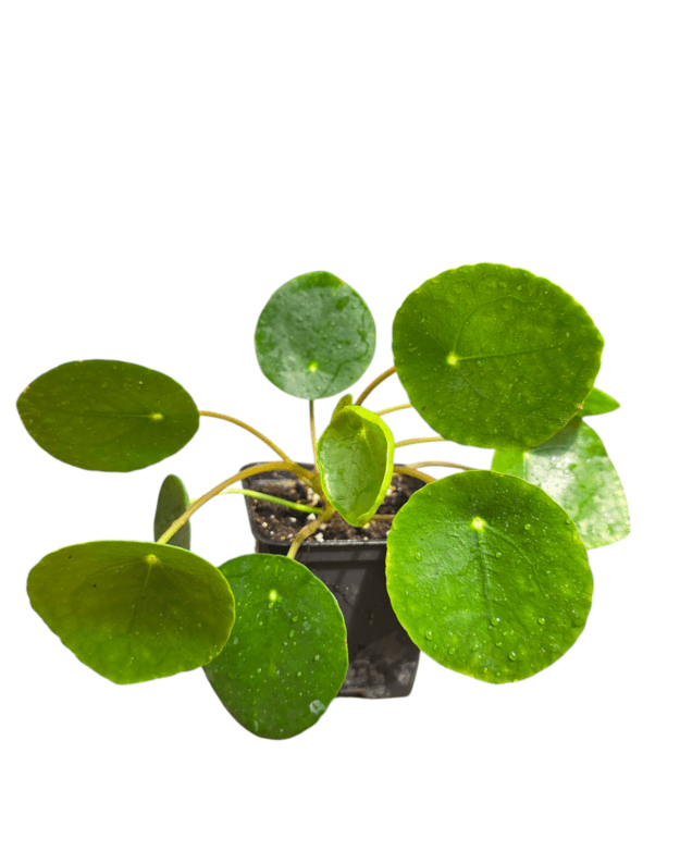 Pilea peperomioides