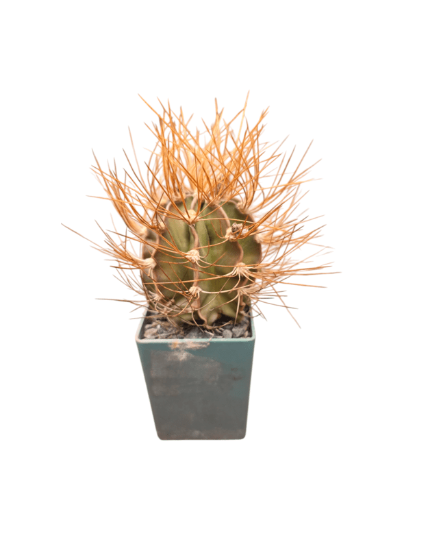 Astrophytum senilis