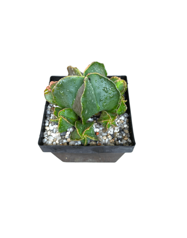 Astrophytum myriostigma kohyo