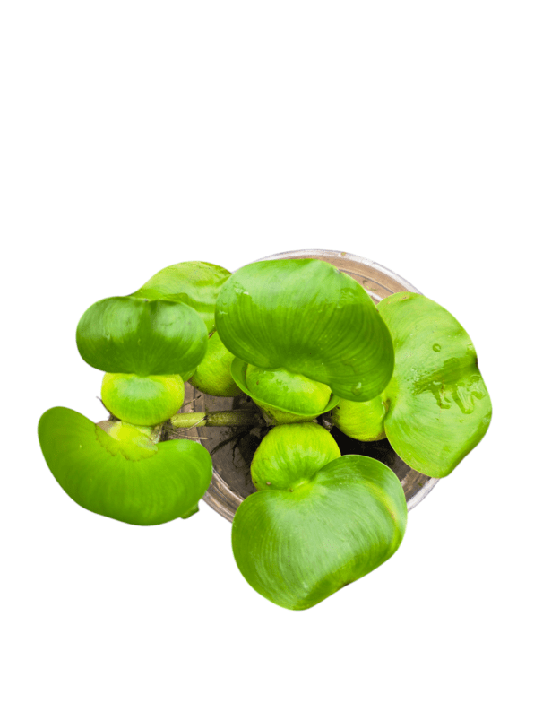 Eichhornia crassipes (vandens hiacintas)