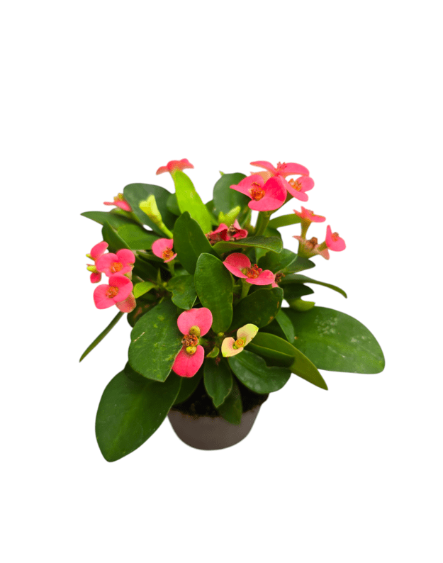 Euphorbia milii 