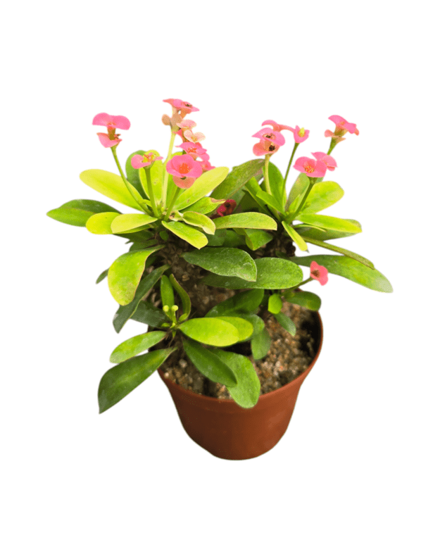 Euphorbia milii (rožinė)