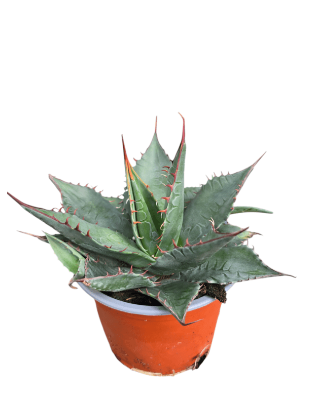 Agave ferox