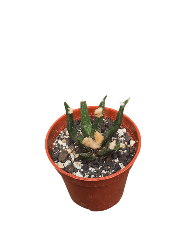 Ariocarpus agavoides